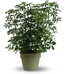 Hawaiian Schefflera from Designs by Dennis, florist in Kingfisher, OK